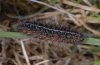 Coscinia cribraria: Larva [M]