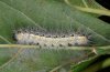 Hyphantria cunea: Raupe in Häutungsruhe zum letzten Stadium [M]