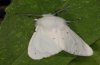 Hyphantria cunea: Male (e.l. Po Valley 2010) [S]