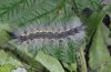 Hyphantria cunea: Larva (Po valley) [S]
