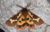 Arctia dejeanii: Männchen (e.l. Spanien, Sierra de Gredos, F1 Nachzucht, Raupe Ende März 2022) [S]