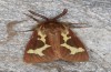 Arctia dejeanii: Male (e.l. rearing, Spain, Sierra de Gredos, F1 breeding, larva in late March 2022) [S]