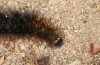 Arctia dejeanii: Larva prior to hibernation (Spain, Sierra de Gredos, mid-October 2021) [N]