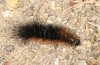 Arctia dejeanii: Larva prior to hibernation (Spain, Sierra de Gredos, mid-October 2021) [S]