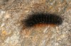 Arctia dejeanii: Larva prior to hibernation (Spain, Sierra de Gredos, mid-October 2021) [S]