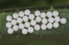 Arctia dejeanii: Eggs (e.l. rearing, Spain, Sierra de Gredos, larva in late March 2022) [S]