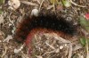Arctia dejeanii: Larva in the ultimate instar (Spain, Sierra de Gredos, late March 2022) [N]