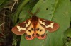 Arctia dejeanii: Male (e.l. rearing, Spain, Sierra de Gredos, larva in late March 2022) [S]