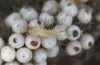 Arctia dejeanii: Hatching larvae (e.l. breeding F1, Spain, Sierra de Gredos, larva in late March 2022) [S]