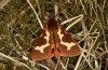 Arctia dejeanii: Männchen (e.l. Spanien, Sierra de Gredos, Raupe Ende März 2022) [S]