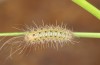 Arctia dejeanii: L2 larva (e.l. breeding F1, Spain, Sierra de Gredos, larva in late March 2022) [S]