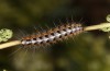 Watsonarctia deserta: Half-grown larva [S]