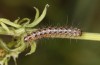 Watsonarctia deserta: L2-larva [S]