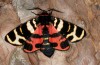 Arctia festiva: Weibchen (e.l. Arachova bei Delphi, Mittelgriechenland, 1000m, Jungraupe Ende Mai 2017) [S]
