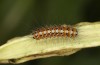 Arctia flavia: Larva L2 (breeding F1, Switzerland, Valais, Täschalpe, 2500m, mature larva in late May 2023) [S]