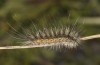 Arctia flavia: Larva L4 (breeding F1, Switzerland, Valais, Täschalpe, 2500m, mature larva in late May 2023) [S]