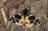 Arctia flavia: Male (e.l. Switzerland, Valais, Täschalpe, 2500m, mature larva in late May 2023) [S]