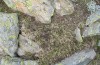 Arctia flavia: Larva feeding during daytime (Switzerland, Valais, Augstbord region, 2500m, early June 2007) [N]
