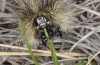 Arctia flavia: Larva feeding on grass (Switzerland, Valais, Täschalpe, 2500m, late May 2023) [N]