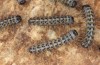 Arctia flavia: Larvae L1 (breeding F1, Switzerland, Valais, Täschalpe, 2500m, mature larva in late May 2023) [S]