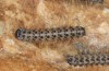 Arctia flavia: Larva L1 (breeding F1, Switzerland, Valais, Täschalpe, 2500m, mature larva in late May 2023) [S]