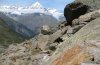 Arctia flavia: Habitat auf 2500 mNN im Wallis