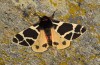 Male (Switzerland, Valais, Täschalpe, early July 2019)