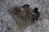 Arctia flavia: Puppengespinst, parasitiert mit Raupenfliegen (T�nnchenpuppen)