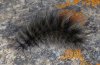 Arctia flavia: Raupe