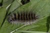 Arctia flavia: Raupe