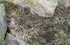 Arctia flavia: Raupe im Habitat fressend