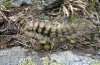 Arctia flavia: Raupe, tags�ber fressend