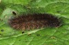 Phragmatobia fuliginosa: Larva (Memmingen, October 2013) [N]