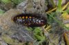 Setina irrorella: Female, fresh pupa (e.l. Kanisfluh) [S]