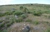 Artimelia latreillii: Larvalhabitat mit Ginster (Spanien, Avila, Sierra de Gredos, Ende Juni 2025) [N]