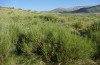 Artimelia latreillii: Larvalhabitat mit Ginster (Spanien, Avila, Sierra de Gredos, Ende Juni 2025) [N]