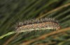 Artimelia latreillii: Raupe (Spanien, Avila, Sierra de Gredos, 1700m, Ende Juni 2025) [N]