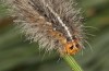 Artimelia latreillii: Raupe (Spanien, Avila, Sierra de Gredos, 1700m, Ende Juni 2025) [M]