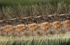 Artimelia latreillii: Raupe (Spanien, Avila, Sierra de Gredos, 1700m, Ende Juni 2025) [M]