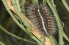 Artimelia latreillii: Raupe (Spanien, Avila, Sierra de Gredos, 1700m, Ende Juni 2025) [N]