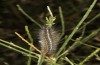 Artimelia latreillii: Raupe (Spanien, Avila, Sierra de Gredos, 1700m, Ende Juni 2025) [N]