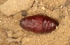 Artimelia latreillii: Puppe (e.l. Spanien, Avila, Sierra de Gredos, 1700m, Raupenfunde Ende Juni 2025) [S]
