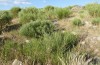 Artimelia latreillii: Larvalhabitat mit Ginster (Spanien, Avila, Sierra de Gredos, Ende Juni 2025) [N]