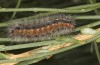 Artimelia latreillii: Raupe (Spanien, Avila, Sierra de Gredos, 1700m, Ende Juni 2025) [N]