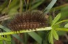 Spilosoma lubricipeda: Raupe (Illerbeuren bei Memmingen, Garten, August 2013) [M]