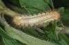 Spilosoma lutea: Halbwüchsige Raupe [S]