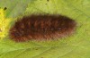 Pericallia matronula: Raupe (Bern, 2016) [S]