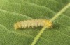 Pericallia matronula: Larva in the end of the first instar (Switzerland, Bern, 2016) [S]