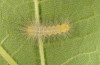 Pericallia matronula: Larva in the second instar (Switzerland, Bern, 2016) [S]