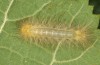 Pericallia matronula: Half-grown larva (Switzerland, Bern, 2016) [S]